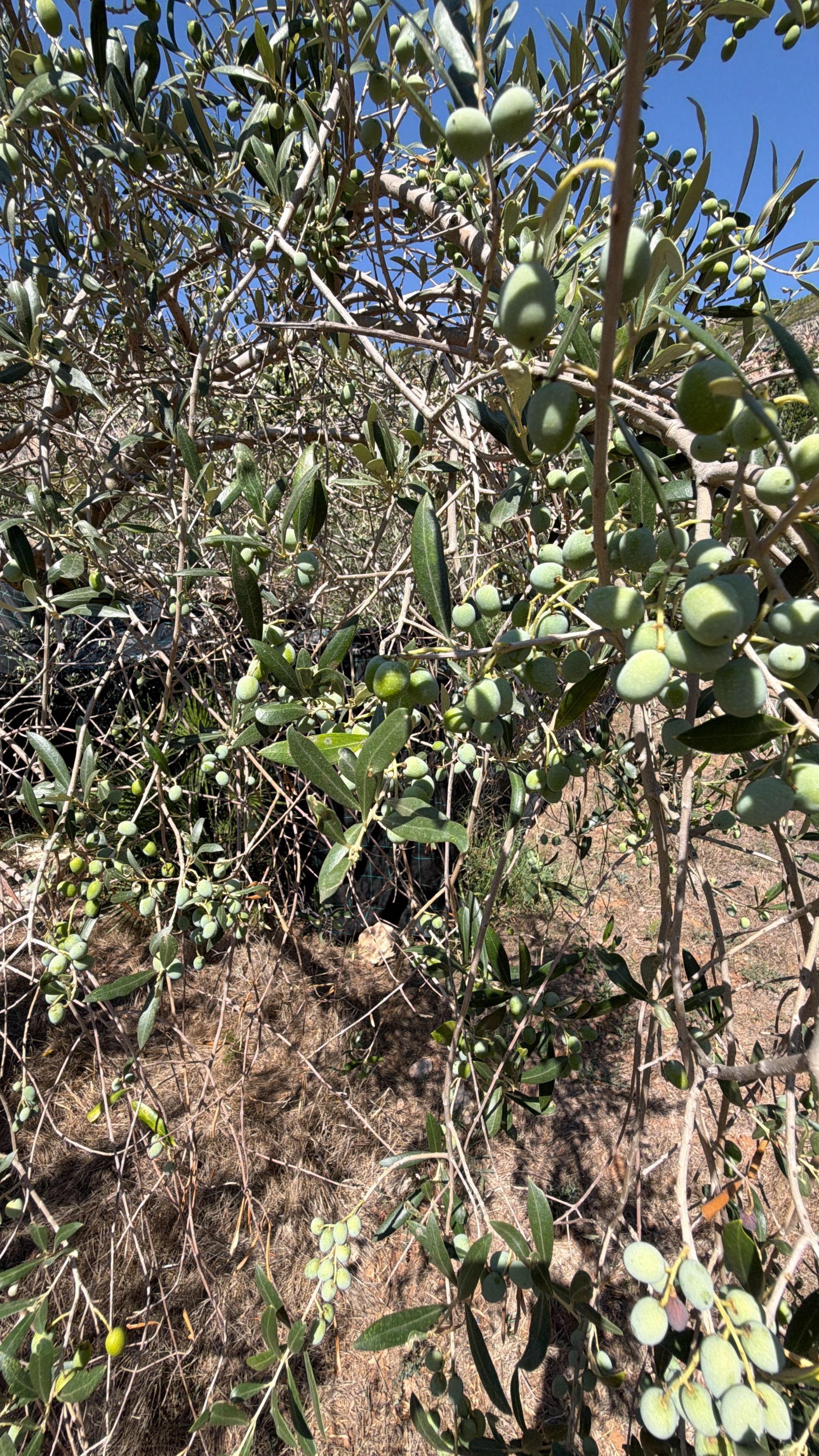 ++ Finca rustical en Vandellos ++ - Image 23